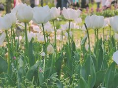 -苏州上方山国家森林公园