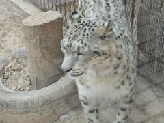 -青藏高原野生动物园