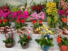 -龙大花卉苗木市场