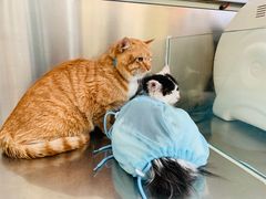 -瑞派长江宠物医院·猫科·外科·24小时夜护(谊城公寓分院)