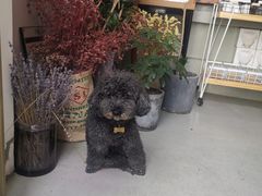 -唐咖精品咖啡(大理古城手冲店)