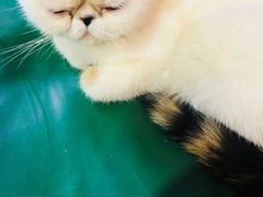 -猫色咖啡·猫咖