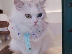 -共舞时光猫咖·狗咖(新街口店)