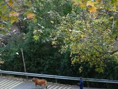 -大余丫山旅游度假区