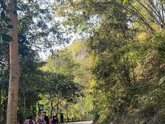 -西双版纳原始森林公园