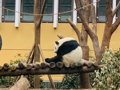 -成都动物园