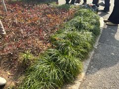 -古琴台