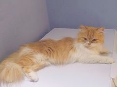 -喵的天空名猫咖啡馆·撸猫·猫舍·用品