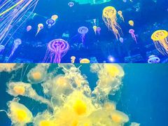 -海合安武汉极地海洋公园