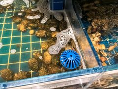 -杭州盛泰开元名都大酒店-地中海自助餐厅