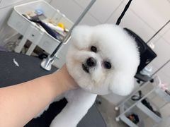 -帕帕拉兹宠物(亚洲旗舰店)