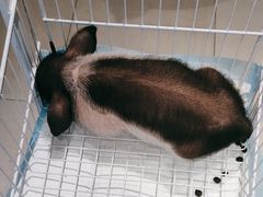 -怪兽屋·羊驼·猫咖·狗咖(俊华广场店)