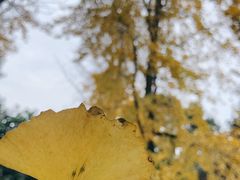 -甜心闲生·手工冰粉