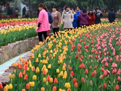 2Z0A5047-洛阳郁金香牡丹园