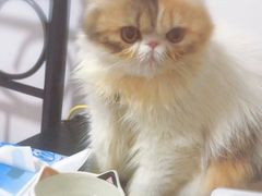 -十年猫舍·猫咪专门店(普陀店)