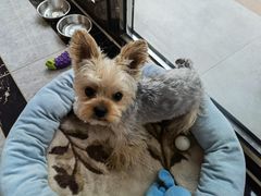 -宠福鑫康馨动物医院·骨科·眼科