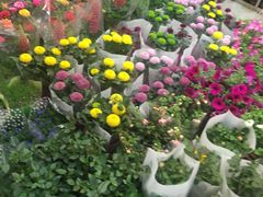 -双季花艺园艺市场(浦东店)