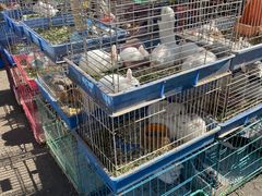 -哈尔滨道外花鸟鱼市场