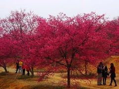 -天适樱花悠乐园
