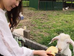 -田园东方蜜桃村的田野营地