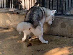 -TrueLove @ Neverland (Husky Cafe)