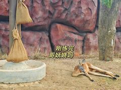-武汉动物园