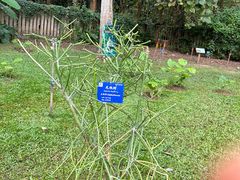 -中国科学院西双版纳热带植物园