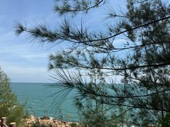 -广东惠东海龟国家级自然保护区