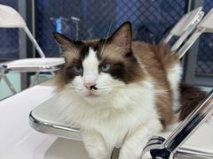 -怪兽屋·羊驼·猫咖·狗咖(俊华广场店)