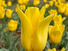 -石家庄市植物园