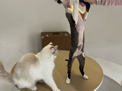 -琪喵猫屋·撸猫猫咖·猫舍