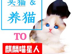 -十年猫舍·猫咪专门店(普陀店)