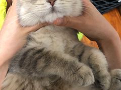 -东方名猫馆·英短金渐层布偶猫舍(环线广场1号楼店)