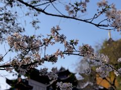 -鸡鸣寺