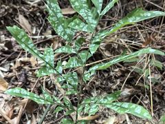 -海南热带雨林国家公园吊罗山景区