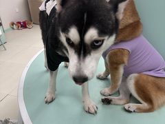 -怪兽屋·羊驼·猫咖·狗咖(俊华广场店)