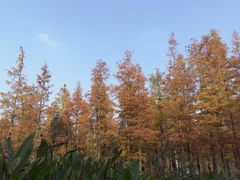 -白鹭湾湿地公园