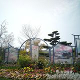 无锡的春天必须是樱花翩翩的!
