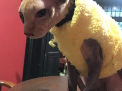 -猫色咖啡·猫咖