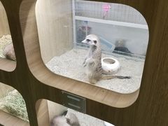 -藦茜花园宠物主题亲子互动体验馆(国顺东路店)