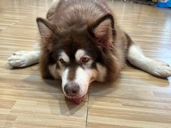 -喵小馆·猫咖狗咖猪咖·饮品店