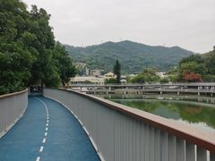 -银湖山郊野公园-相思林
