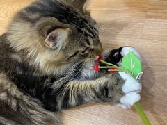 -COLOR PETS 撸猫馆·购猫·猫咖(长风大悦城店)