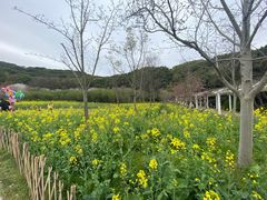 -苏州上方山国家森林公园