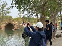 -金塔沙漠胡杨林景区