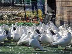 -长白岛森林公园