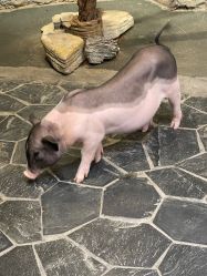 -Zoolung Zoolung动物主题公园(海信广场店)