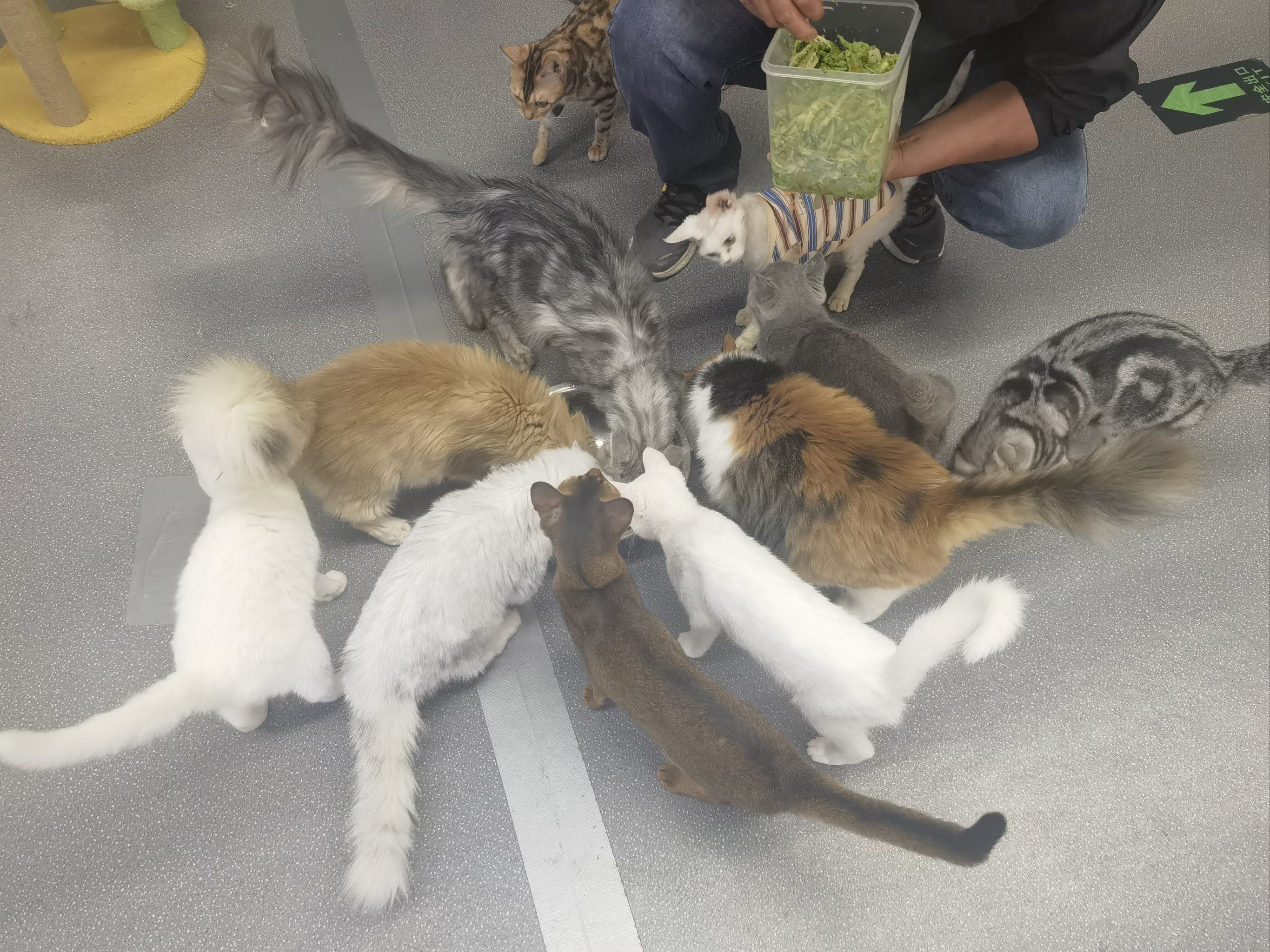 猫咪天地～宠物乐园