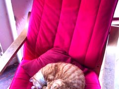 猫-三楼上的猫咖啡馆(山师东路店)