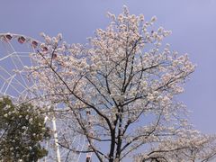 -顾村公园